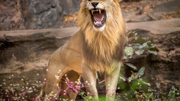 Woman Climbs Into Lion Enclosure At Bronx Zoo, Shares Videos On Instagram – ‘I Really Have No Fear’