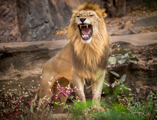 A woman visiting the Bronx Zoo in New York climbed into a lion enclosure and stood feet away from one of the wild animals, appearing to taunt it in video. 