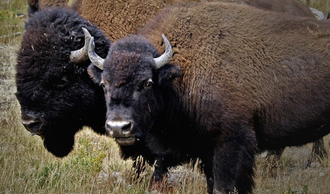 Man Who Survived Bison Attack Goes On Date She Also Gets Attacked By A Bison