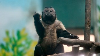 19-Year-Old Monkey ‘With A Human Face’ Has Very Relatable Problems With The Ladies