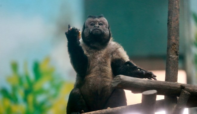 Capuchin Monkey With A Human Face Is Looking For A Partner In China