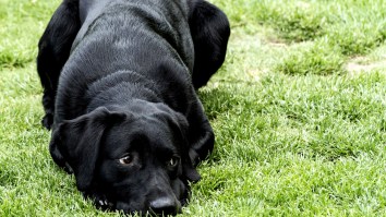 Florida Dog Takes Car For Hour-Long Joyride, Does Some Reverse Donuts, Smashes Mailbox, Cops Called