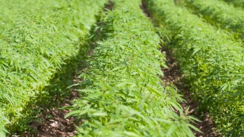 California Authorities Destroy 10 Million Marijuana Plants Worth $1 Billion