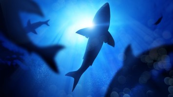 Stunning Drone Footage Captures Dozens Of Huge And Ravenous Sharks Devouring A 50-Foot Dead Whale