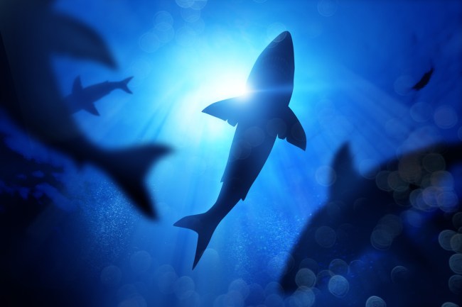 A 44-year-old Scottish tourist is suspected to have died in a shark attack after his severed hand and wedding ring were found inside the creature after snorkeling in Madagascar this weekend. 