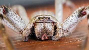 Truly Disturbing Photo Of A Huntsman Spider’s Nest Is The Only Reason I Need To Never Visit Australia’s Outback