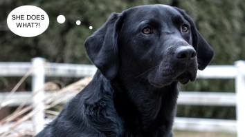 Very Good Dog Rides The Bus By Herself To And From The Park Every Day To Play For Two Hours