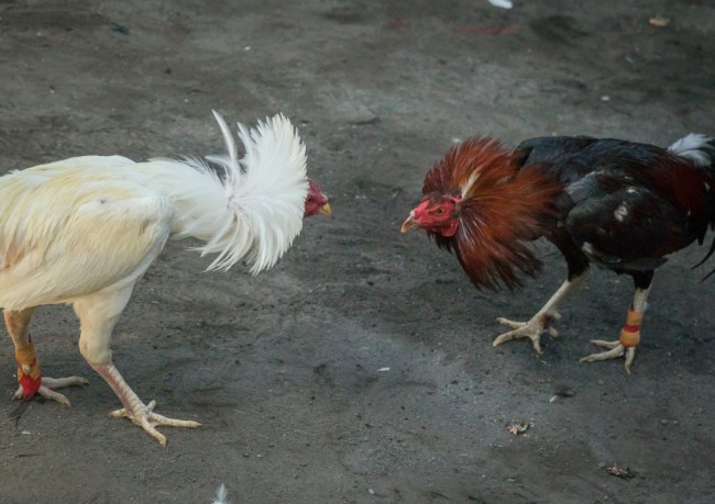 Indian man, Saripalli Chanavenkateshwaram Rao, died his rooster attacked him in the car on his way to a cockfight.