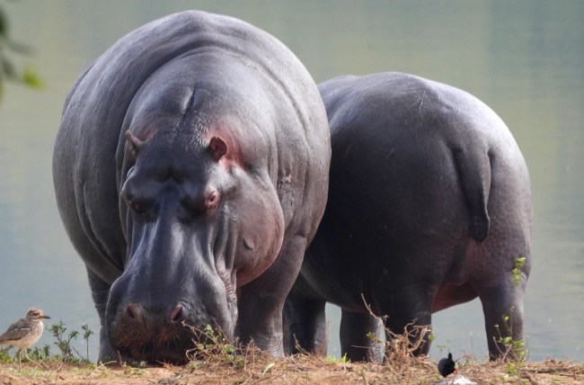 pablo escobar hippos pooping colombia