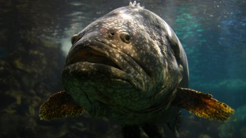 A Florida Man Caught A 350-Pound Grouper That Legitimately Looks Big Enough To Swallow Danny Devito In One Bite