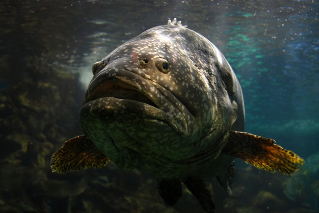 giant grouper