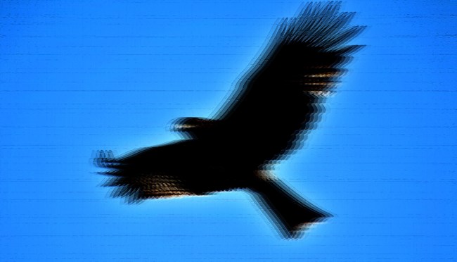 Bird Hovering Motionless In Mid-Air Caught On Facebook Video