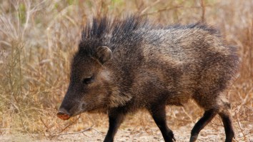 This Pig Running At Top Speed Just Became The Internet’s Favorite New Meme
