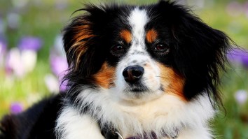 PETA Wants You To Call Your Pet A ‘Companion’ Because The Term ‘Pet’ Is ‘Derogatory And Patronizing’