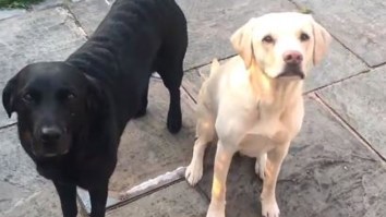 BBC Broadcaster Andrew Cotter Did Play-By-Play Of His Dogs Racing To Eat Their Food And It’s Freaking Glorious