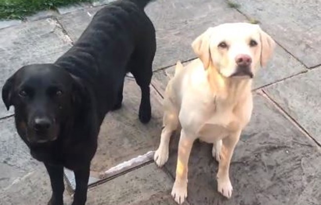 BBC Broadcaster Andrew Cotter Did Play-By-Play Of His Dogs Eating