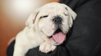 Puppies!