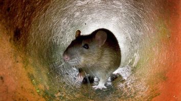 Hantavirus Kills Man In China – Here’s Why You Shouldn’t Panic
