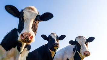 Hundreds Drink Cow Urine And Take Cow Poop Baths Because They Believe It Fights Off The Coronavirus (It Doesn’t)