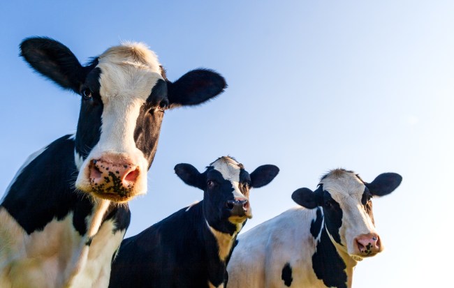 Hindus in India believe that drinking cow urine and taking baths in cow poop can prevent the spread of the coronavirus.