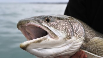 New Hampshire Fisherman Lands Monster 37-Pound Lake Trout That Smashed The State Record By 9 Pounds