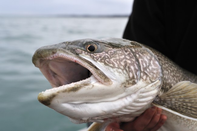 37-pound lake trout new hampshire state record