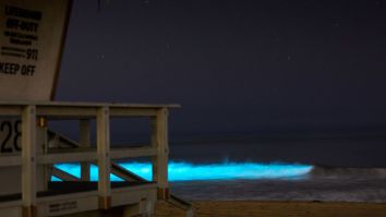 California Surfers Are Shredding Psychedelic Bioluminescent Waves At Night