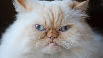 Two Cats Are The First American Pets To Contract Coronavirus