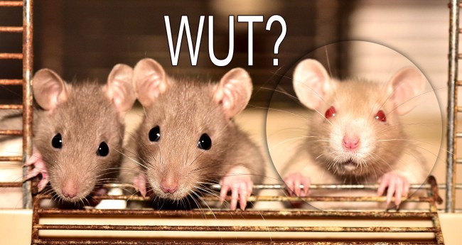 Scientists Built Robots Using 3D-Printed Skeleton And The Spines Of Rats