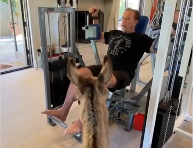 Arnold Donkey Workout