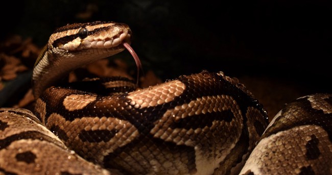 Pet Python Bites Owner And Wraps Itself Around Her Arm And Leg