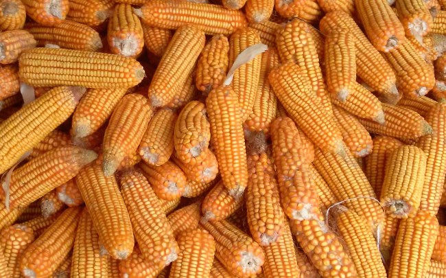 biggest food debates answered