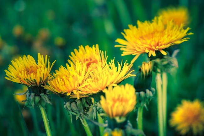 how to make Dandelion wine