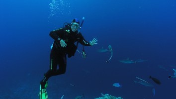 A Shark Researcher Explains What It Means To Research ‘Lost Sharks’