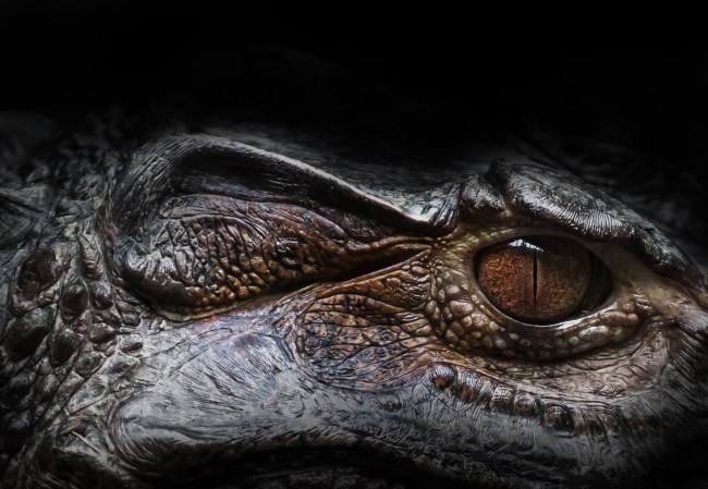 alligator attack