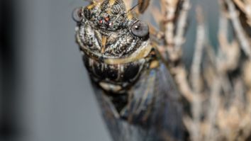 2020 Continues To Stay Very On Brand As More Than 1 Million Cicadas Are Set To Take Over 3 States In The U.S.