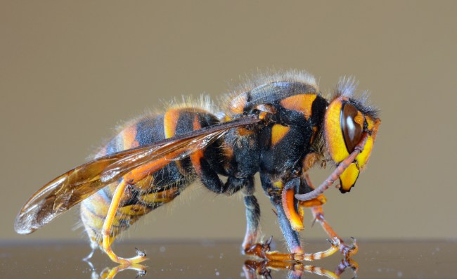 Japanese Murder Hornet