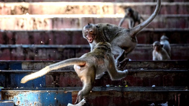 Aggressive Sex-Crazed Monkey Gangs Take Over Buildings In Thailand