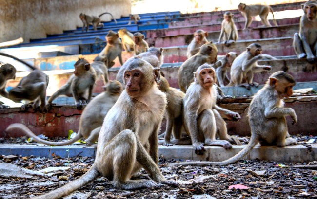 Aggressive Sex-Crazed Monkey Gangs Take Over Buildings In Thailand