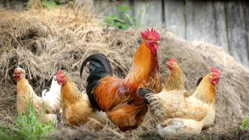Detective Jay Cutler Is On The Hunt To Find Whatever’s Murdering His Precious Chickens