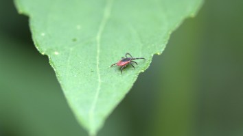 An Illness Caused By Tick Bites Is Spreading Across Upstate NY And The Symptoms Resemble Coronavirus