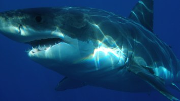 A Great White Grabbed A Kayaker’s Boat Like A Dog Toy And Lifted It Into The Air Before Tossing Him In The Water
