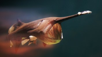 Scientists Accidentally Created A Whole New Type Of Alien Fish Called The ‘Sturddlefish’ Using Two Endangered Species
