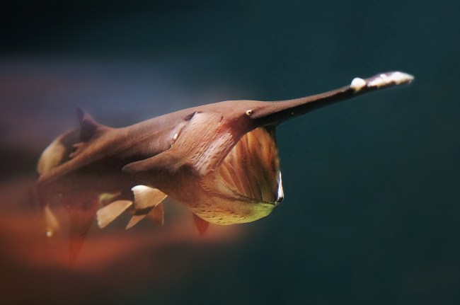 American Paddlefish