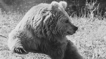 DO NOT Go Looking For This Preposterously Rare White Grizzly Bear In British Columbia
