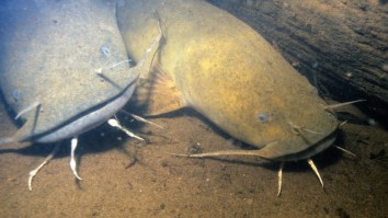 Nebraska Angler Smashes State Catfish Record With An 89-Pound Fish He Kept Alive For Days Before Releasing
