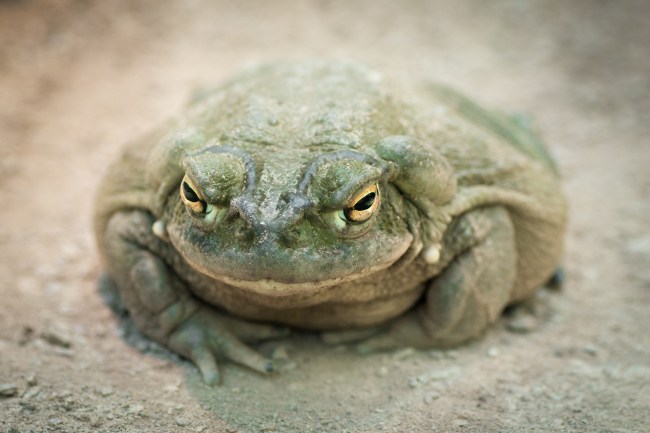 Bufo Alvarius Toad