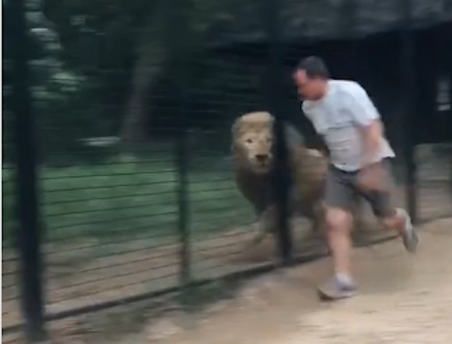man juking lion