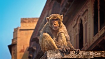 Alcoholic Monkey Went On Rampage In Search Of Booze That Left One Person Dead And 250 Injured