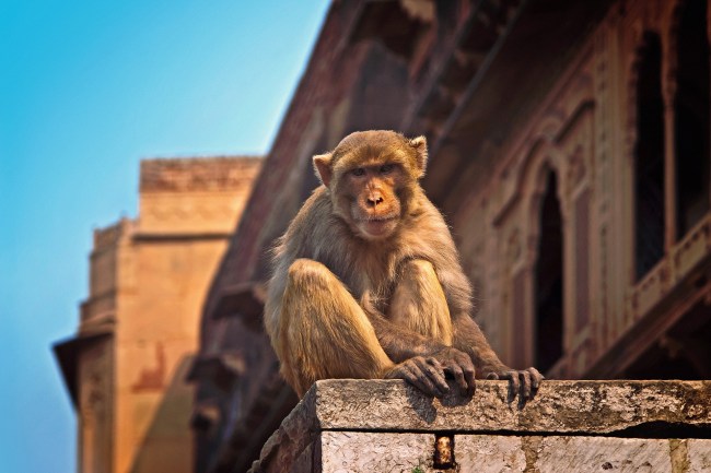 Monkey in India